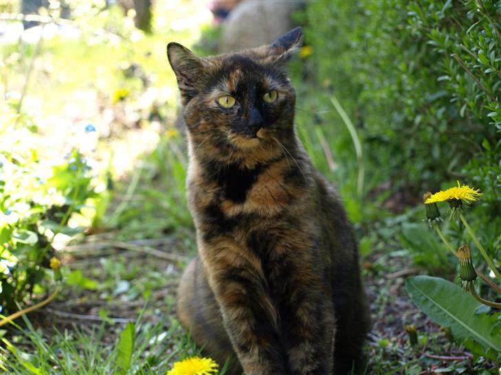 Huskat Freja billede 16