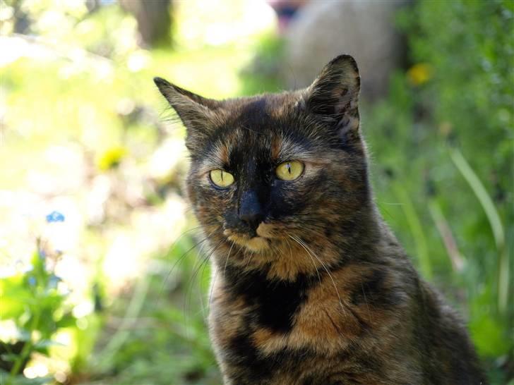 Huskat Freja billede 17