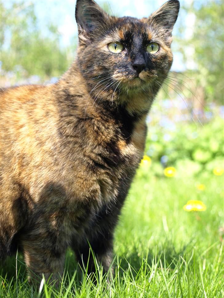 Huskat Freja billede 18