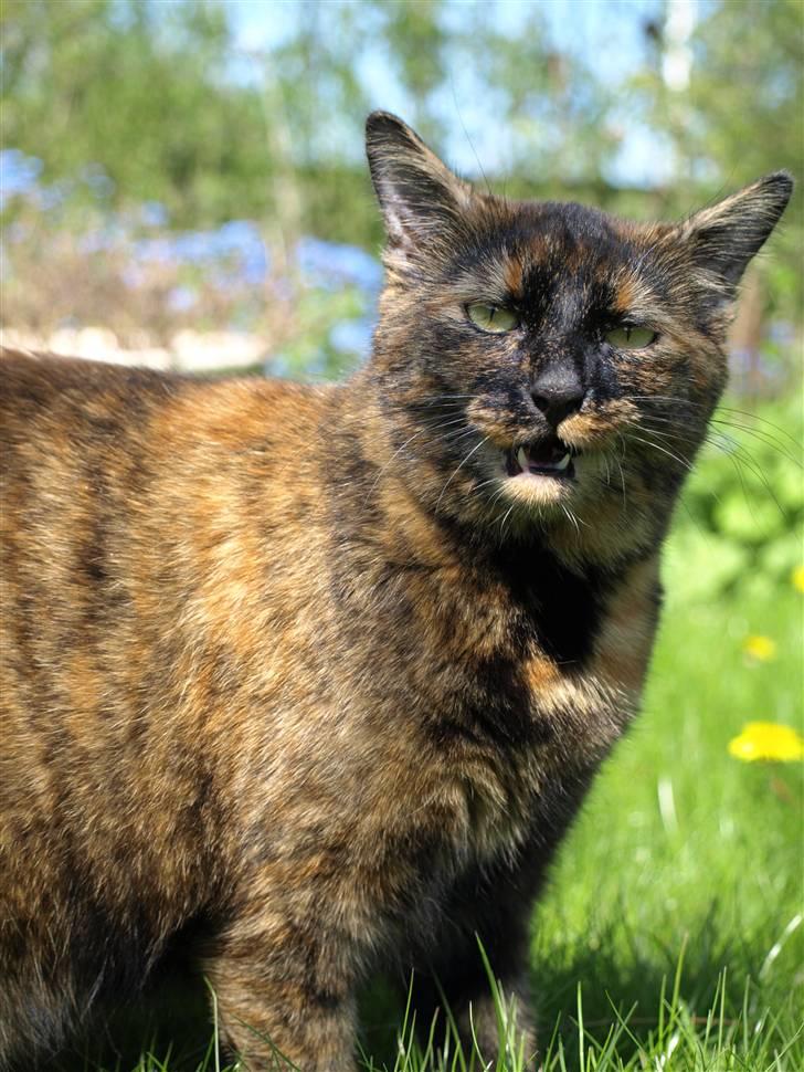 Huskat Freja billede 19