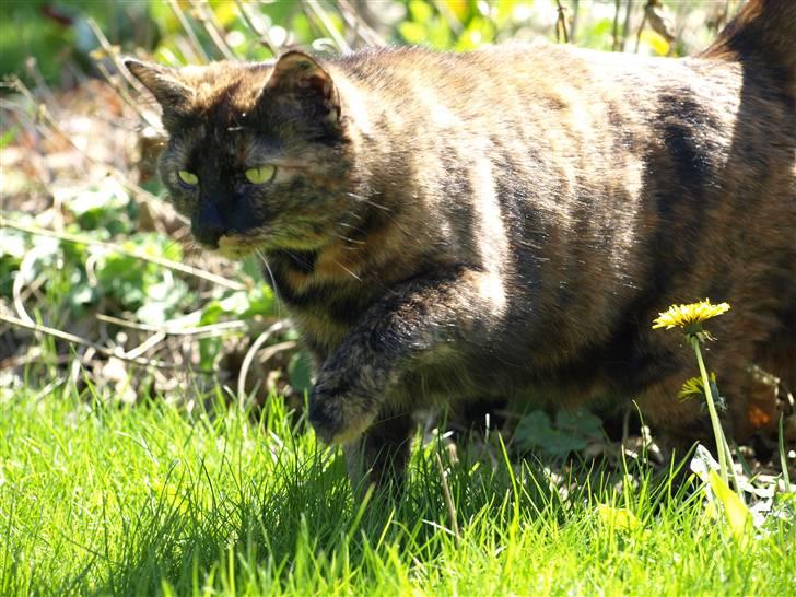 Huskat Freja billede 20