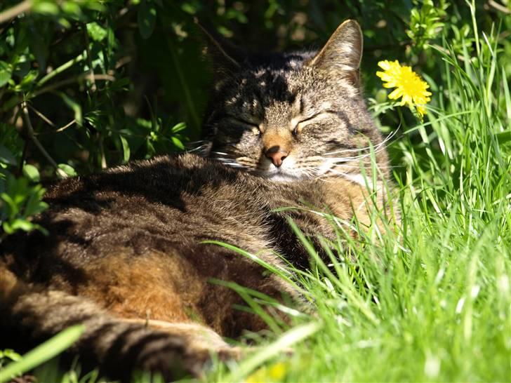 Huskat Fie billede 14