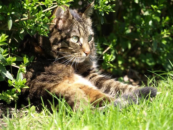 Huskat Fie billede 15