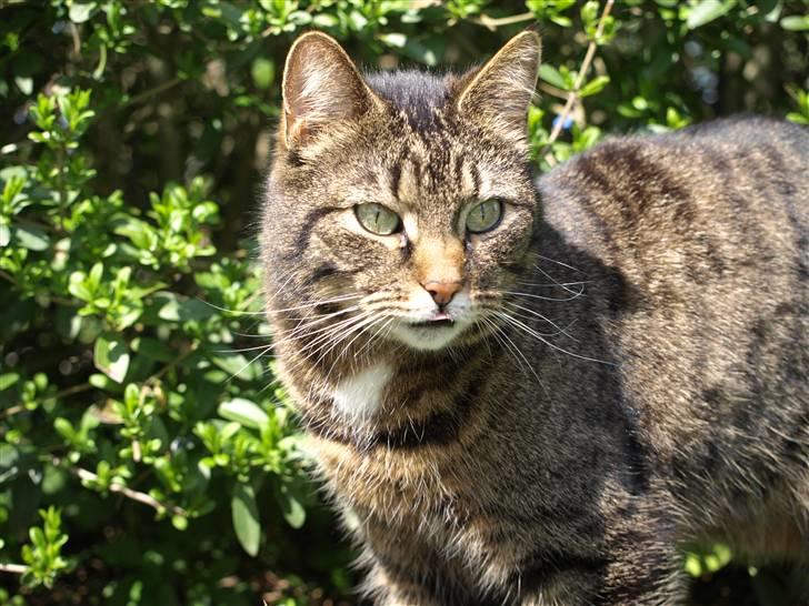 Huskat Fie billede 16