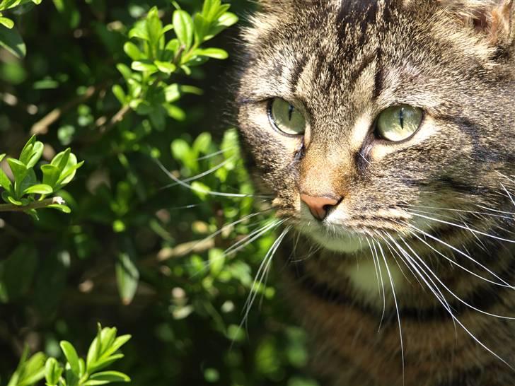 Huskat Fie billede 17