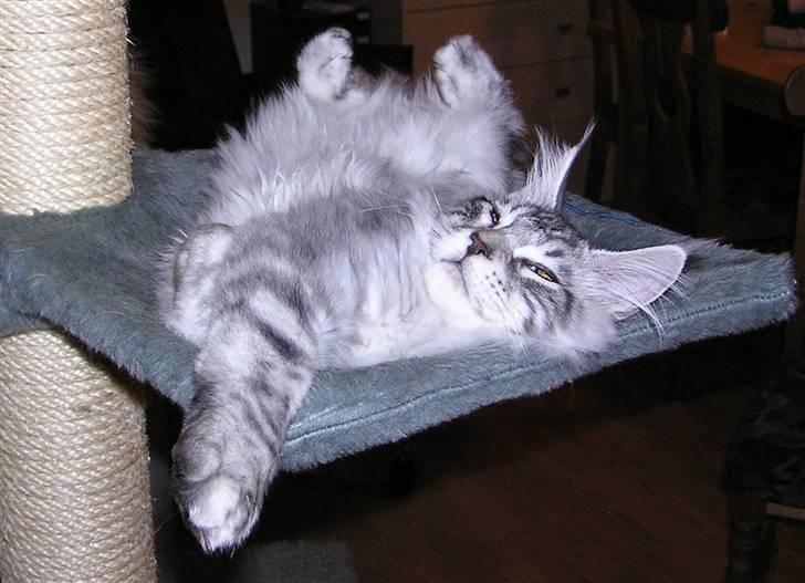 Maine Coon Spellbounds Legolas billede 1