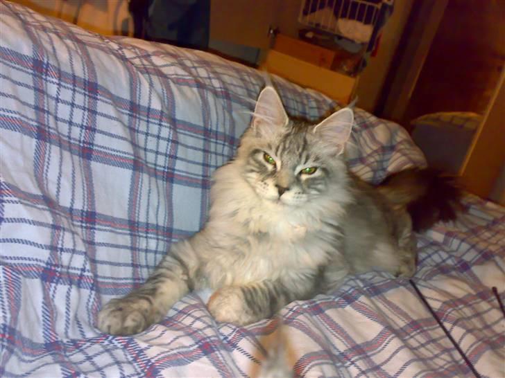 Maine Coon Spellbounds Legolas billede 2
