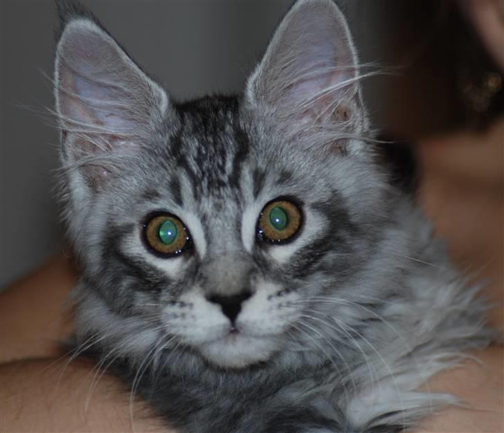 Maine Coon Spellbounds Legolas billede 3