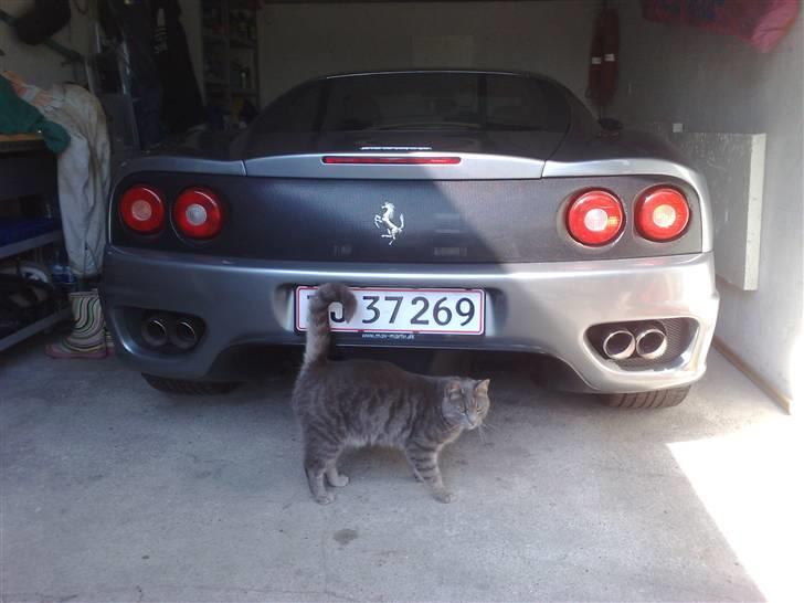 Blanding af racer Touby billede 13