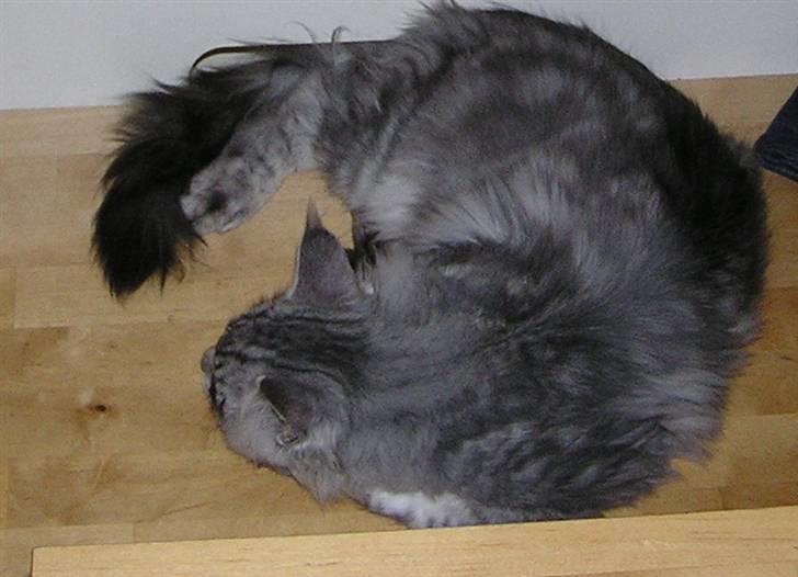 Maine Coon Spellbounds Legolas billede 4