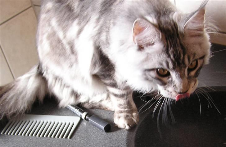 Maine Coon Spellbounds Legolas billede 5