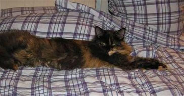 Maine Coon Sivkjærs Princess Julia billede 1