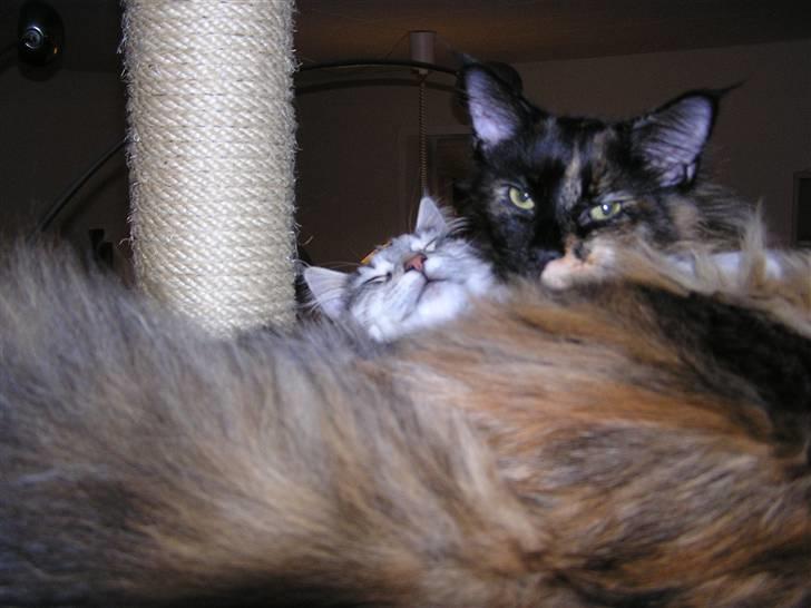 Maine Coon Sivkjærs Princess Julia billede 2