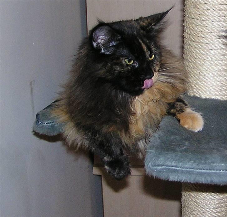 Maine Coon Sivkjærs Princess Julia billede 3