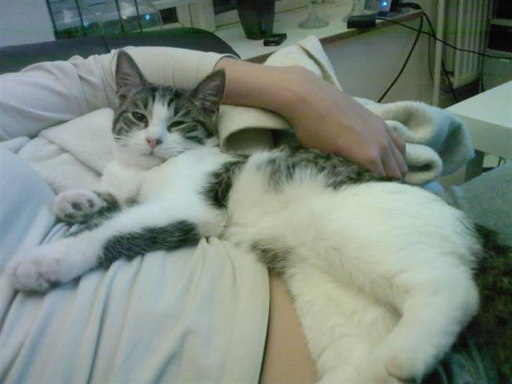 Huskat Civic - Ligger og tager en slapper ovenpå moar :) billede 8