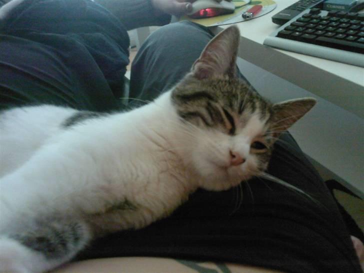 Huskat Civic billede 9