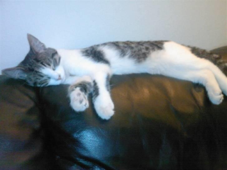 Huskat Civic billede 10