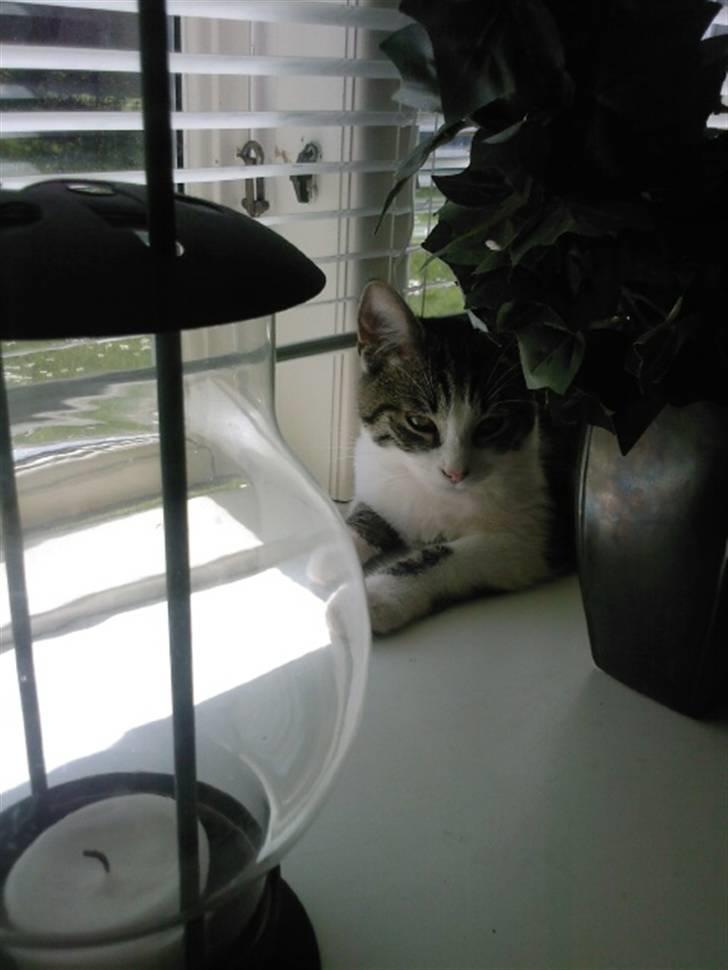 Huskat Civic billede 11