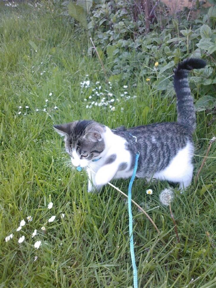 Huskat Civic - Første gang han er udenfor :) billede 12