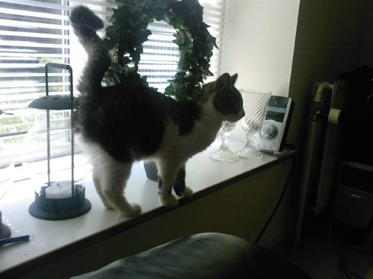 Huskat Civic billede 13