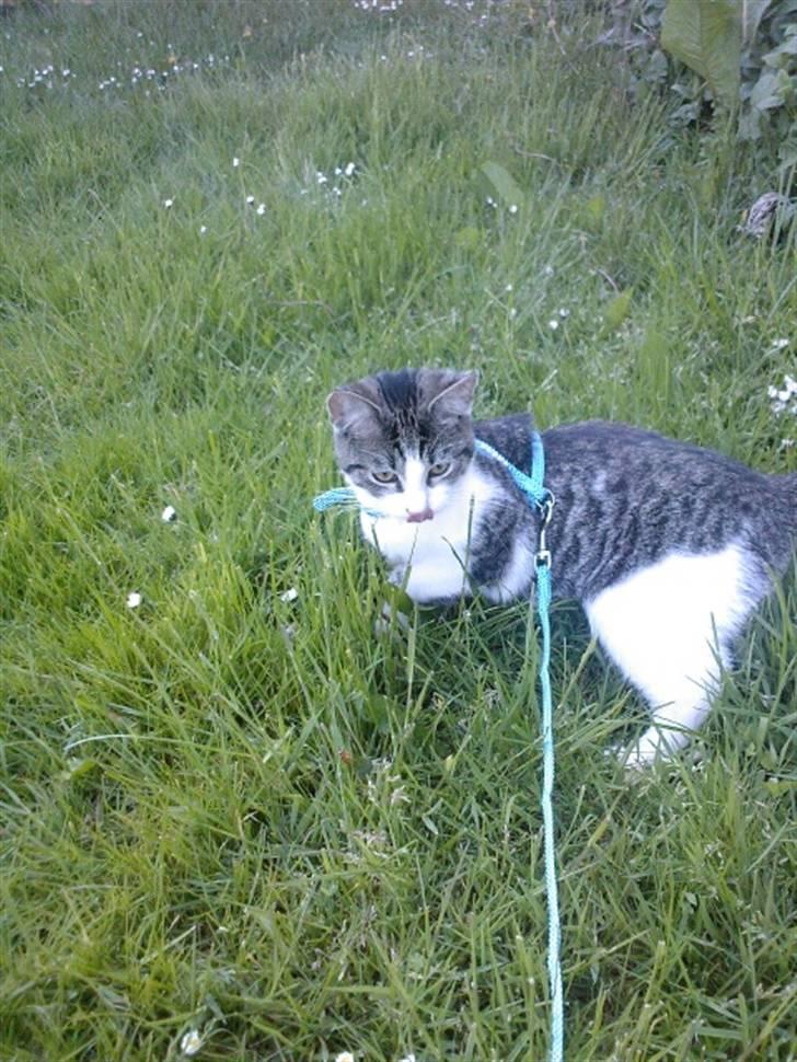 Huskat Civic billede 14