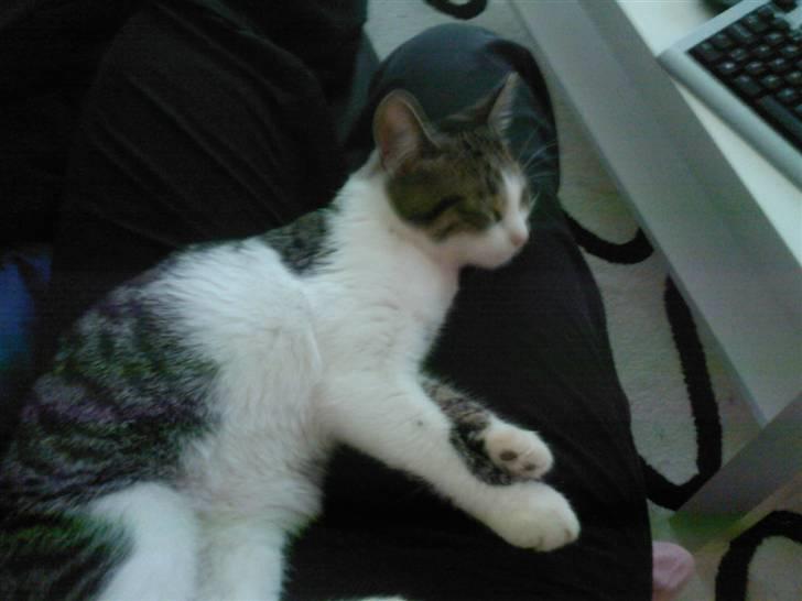 Huskat Civic billede 15