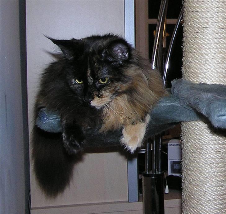 Maine Coon Sivkjærs Princess Julia billede 4