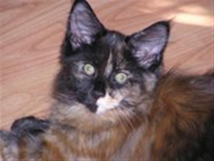 Maine Coon Sivkjærs Princess Julia billede 5