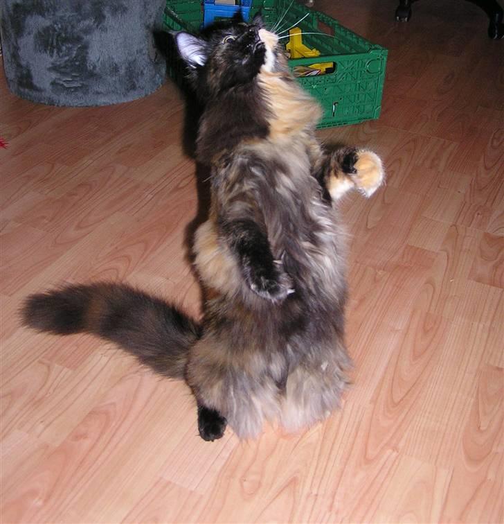 Maine Coon Sivkjærs Princess Julia billede 6