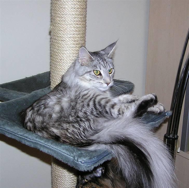 Maine Coon Agate Para Mi billede 1