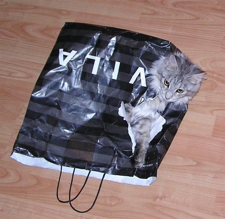 Maine Coon Agate Para Mi billede 2