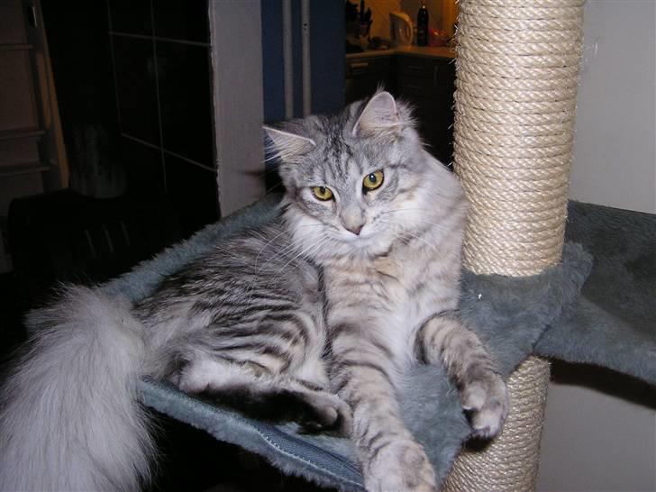 Maine Coon Agate Para Mi billede 3