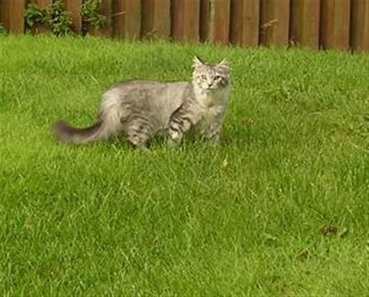 Maine Coon Agate Para Mi billede 4