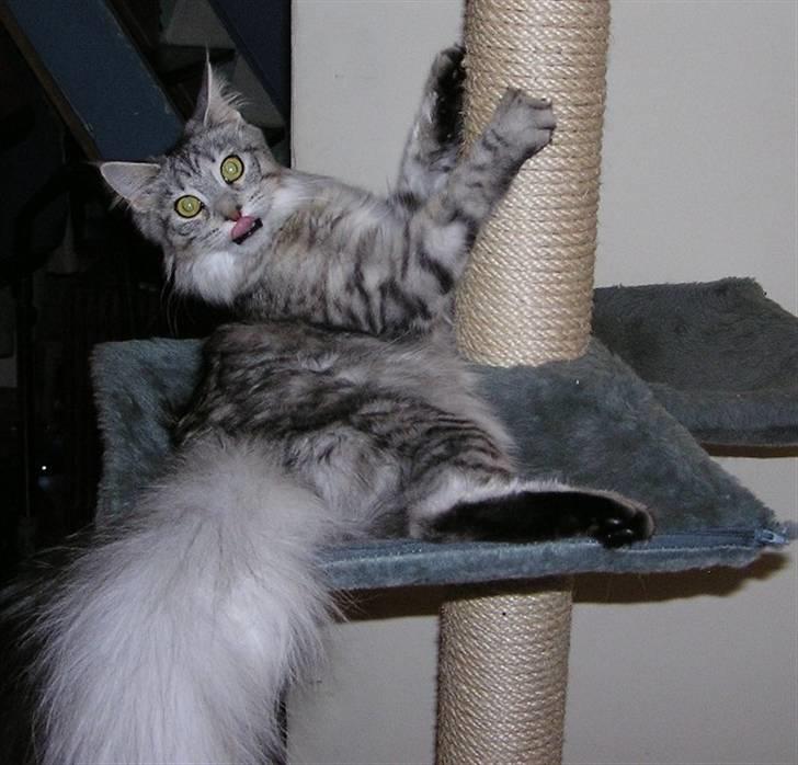 Maine Coon Agate Para Mi billede 5