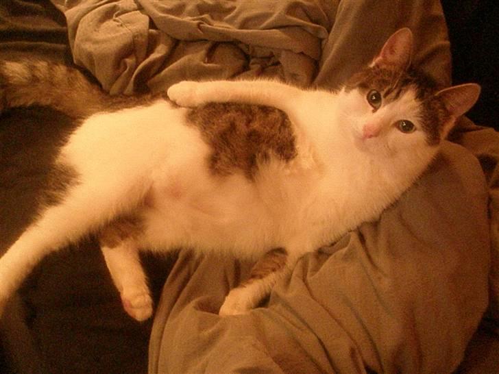 Huskat Midde - Er jeg ikke bare lækker billede 1