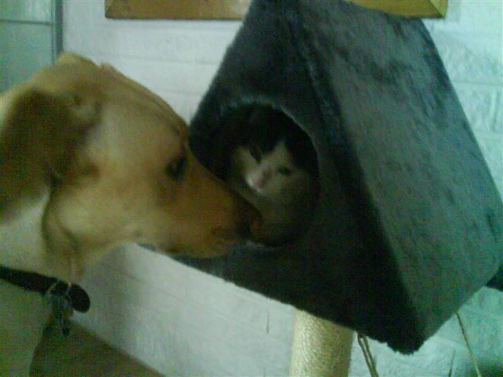 Huskat Midde - Midde og Herto billede 2