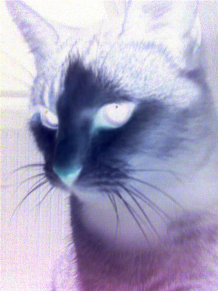 Huskat Midde - Scary Midde billede 3