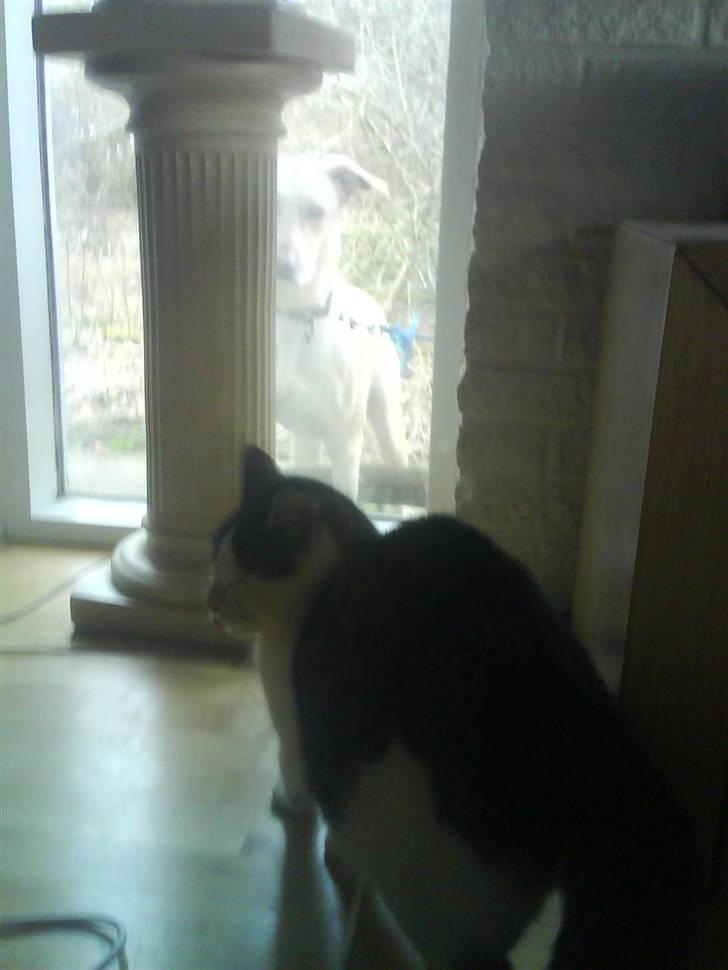 Huskat Midde - Farlige Herto udenfor billede 4