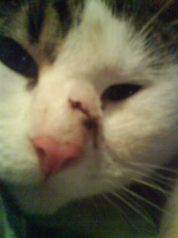 Huskat Midde - Av Av Børge havde fat i mig moar billede 5