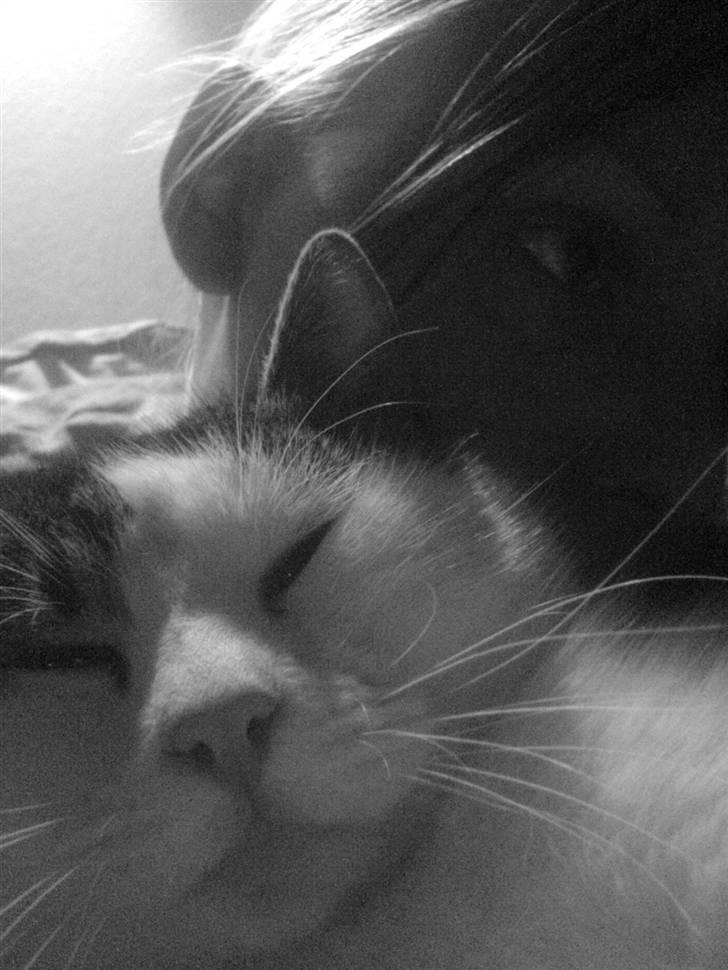 Huskat Midde - Midde putter ved moar billede 6