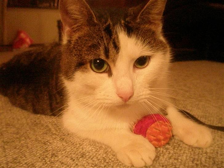 Huskat Midde - Se Se...Jeg har fanget en bold billede 7