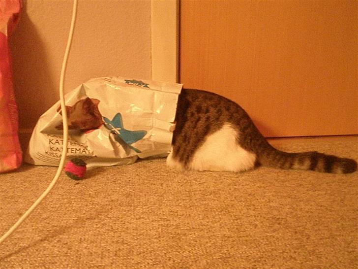 Huskat Midde - Mmmm MAM billede 8