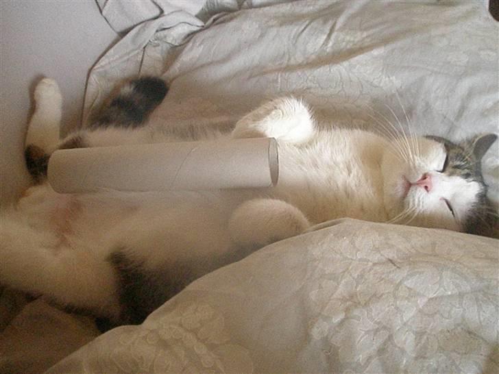 Huskat Midde - Snork billede 9