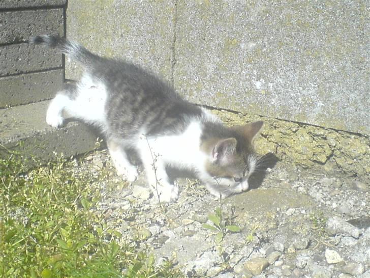 Huskat Midde - Baby Midde ude for første gang billede 10