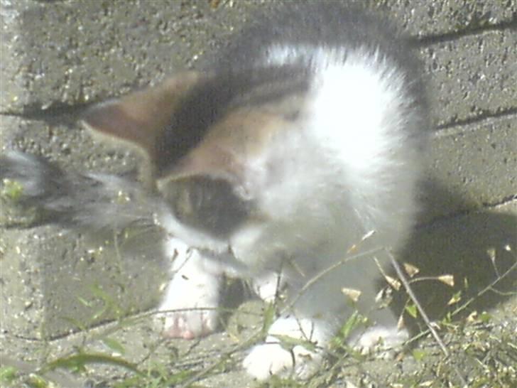 Huskat Midde - Baby Midde ude for første gang billede 11