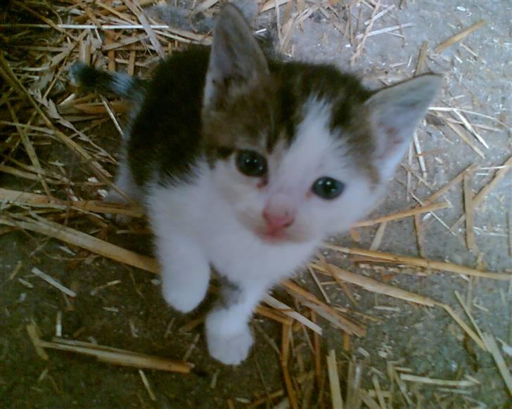 Huskat Midde - Baby Midde der lige har fået øjn billede 12