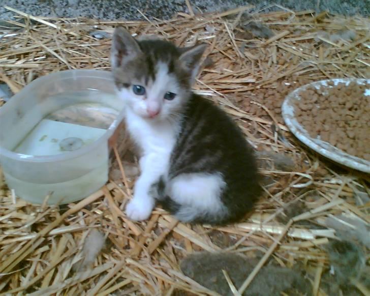 Huskat Midde - STOOOR verden billede 13