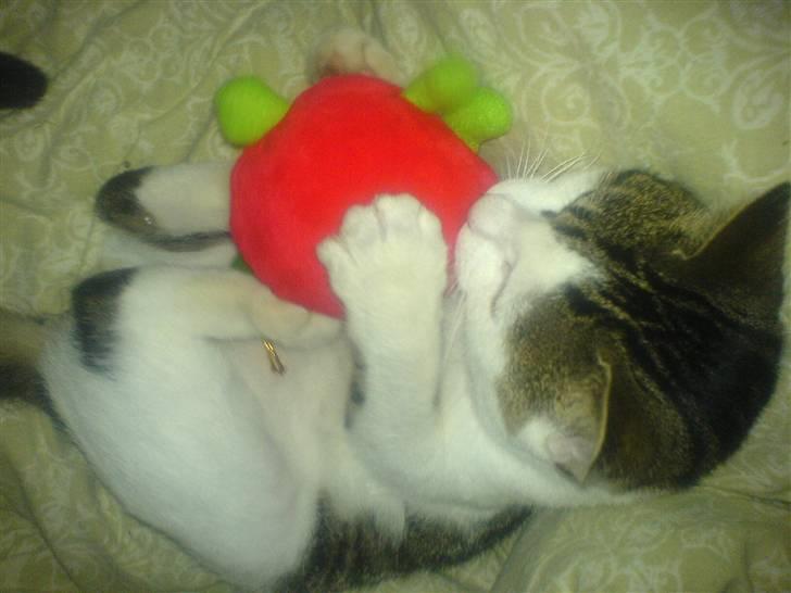 Huskat Midde - Denne her tomatbamse skal bare døøøø billede 14