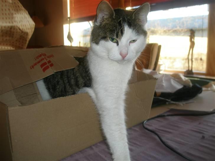 Huskat Midde - Go´ morgen billede 15