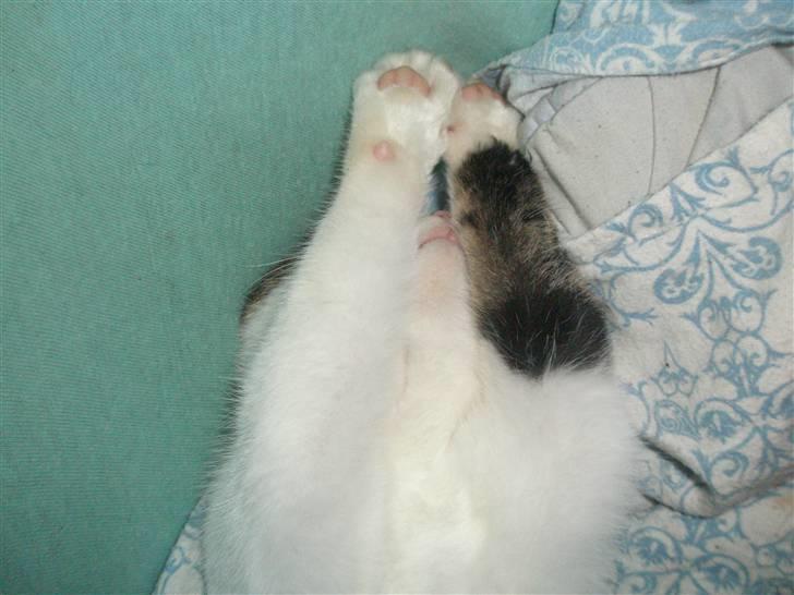 Huskat Midde - du kan ikke se mig billede 16